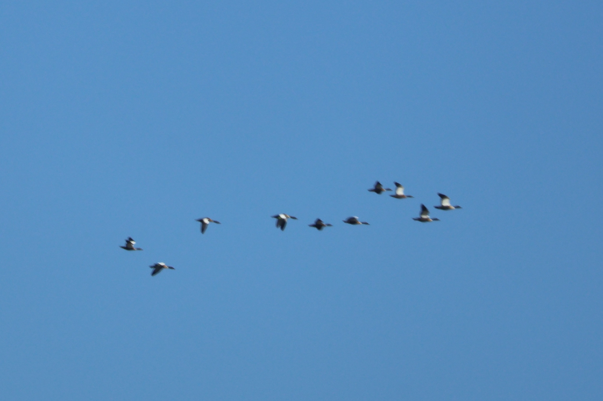 Australian Shelduck (Tadorna tadornoides), photo 7