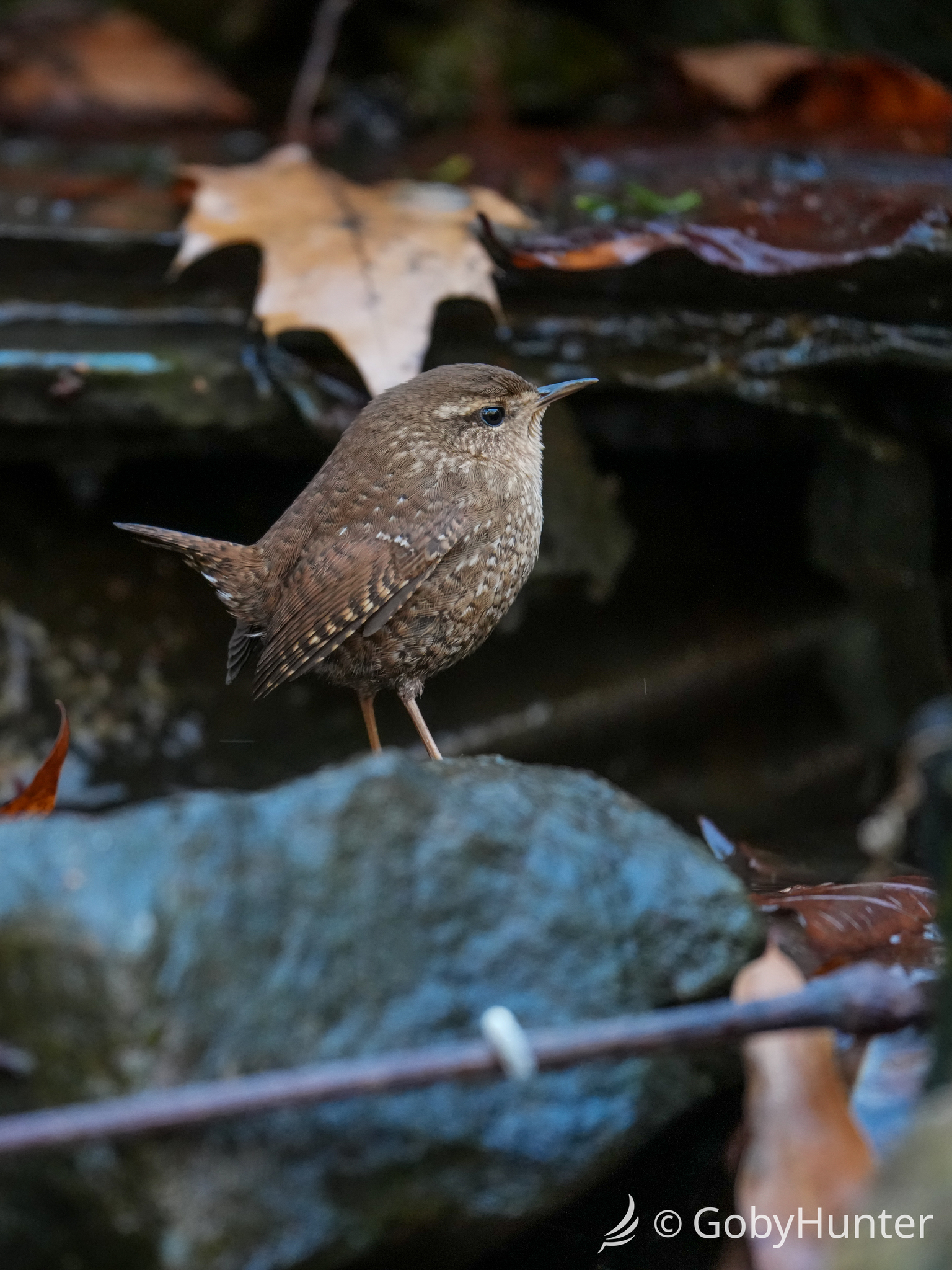 Winter Wren (Troglodytes hiemalis), photo 10