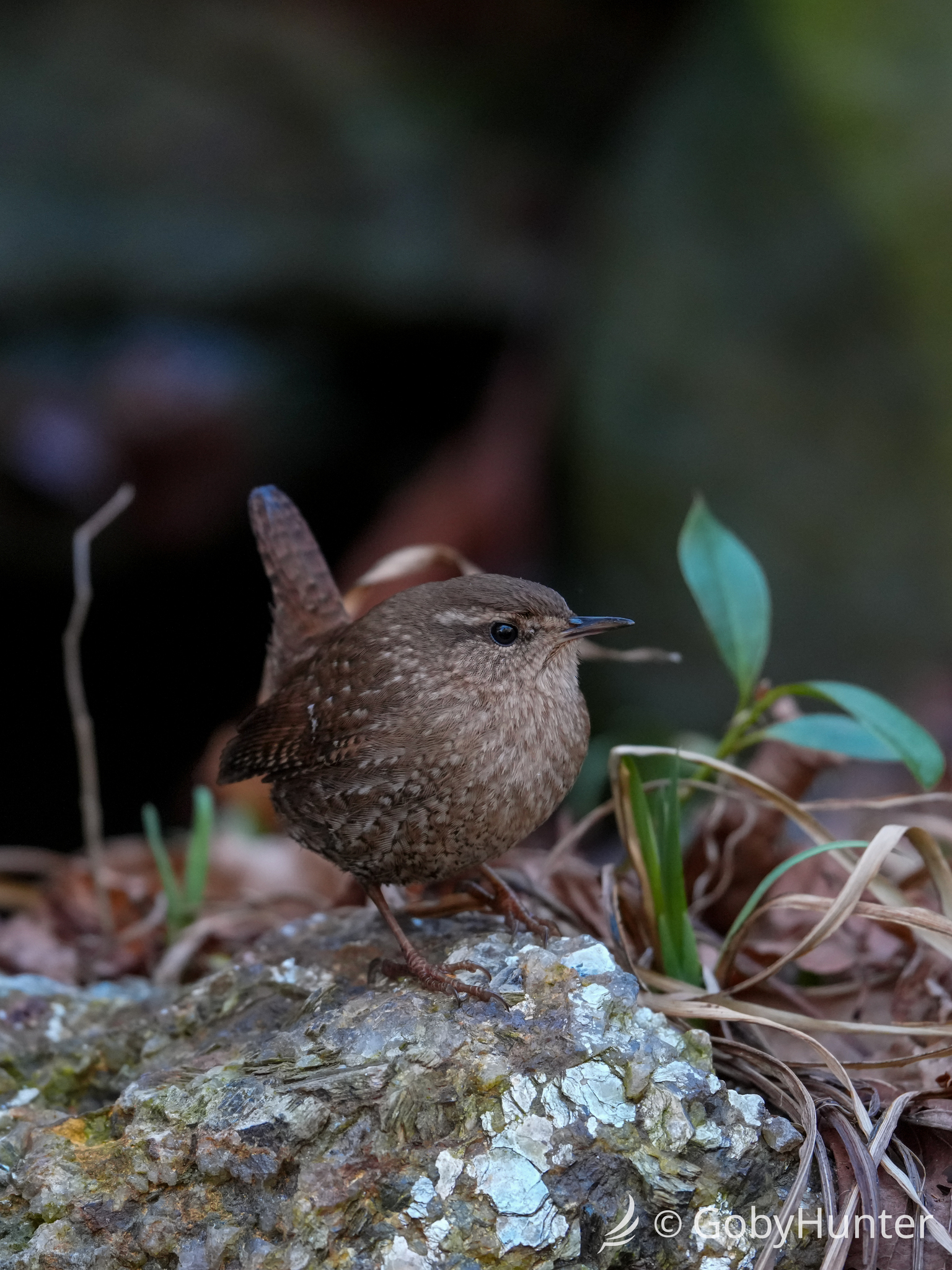 Winter Wren (Troglodytes hiemalis), photo 9