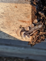 Fungi