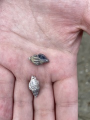 Urosalpinx cinerea image