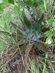 Aloe suprafoliata image