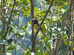 Pteroglossus viridis