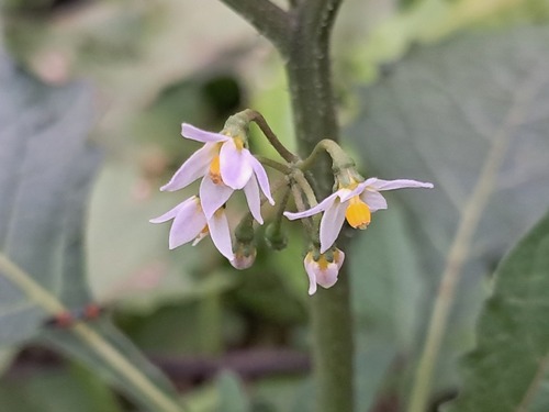 American black nightshade