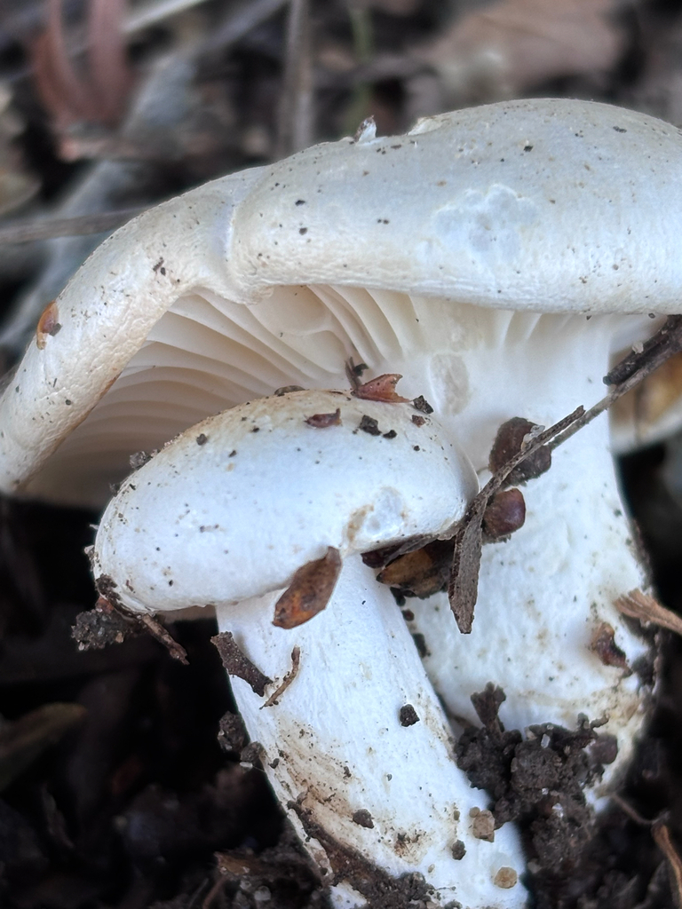 Hygrophorus eburneus · January 2026 · photo: © reago (iNaturalist, cc-by)