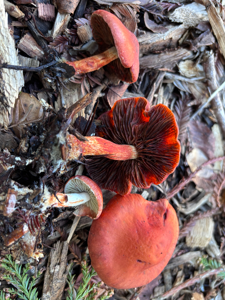 Leratiomyces ceres · January 2026 · photo: © reago (iNaturalist, cc-by)