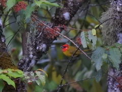 Piranga erythrocephala