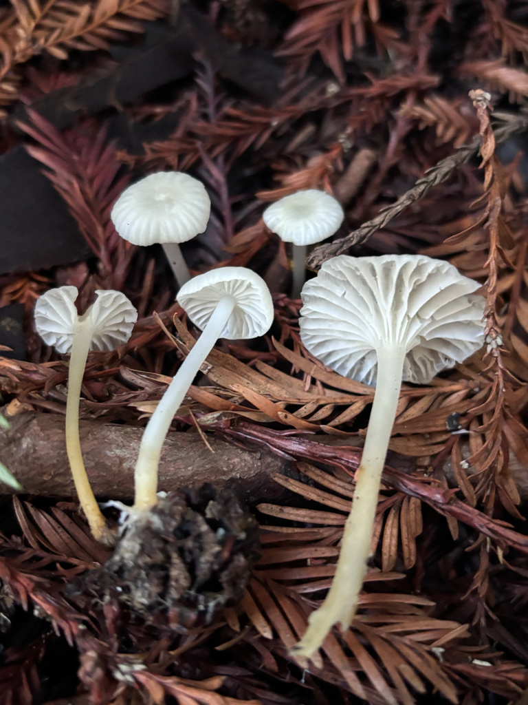 Marasmius calhouniae · January 2026 · photo: © reago (iNaturalist, cc-by)