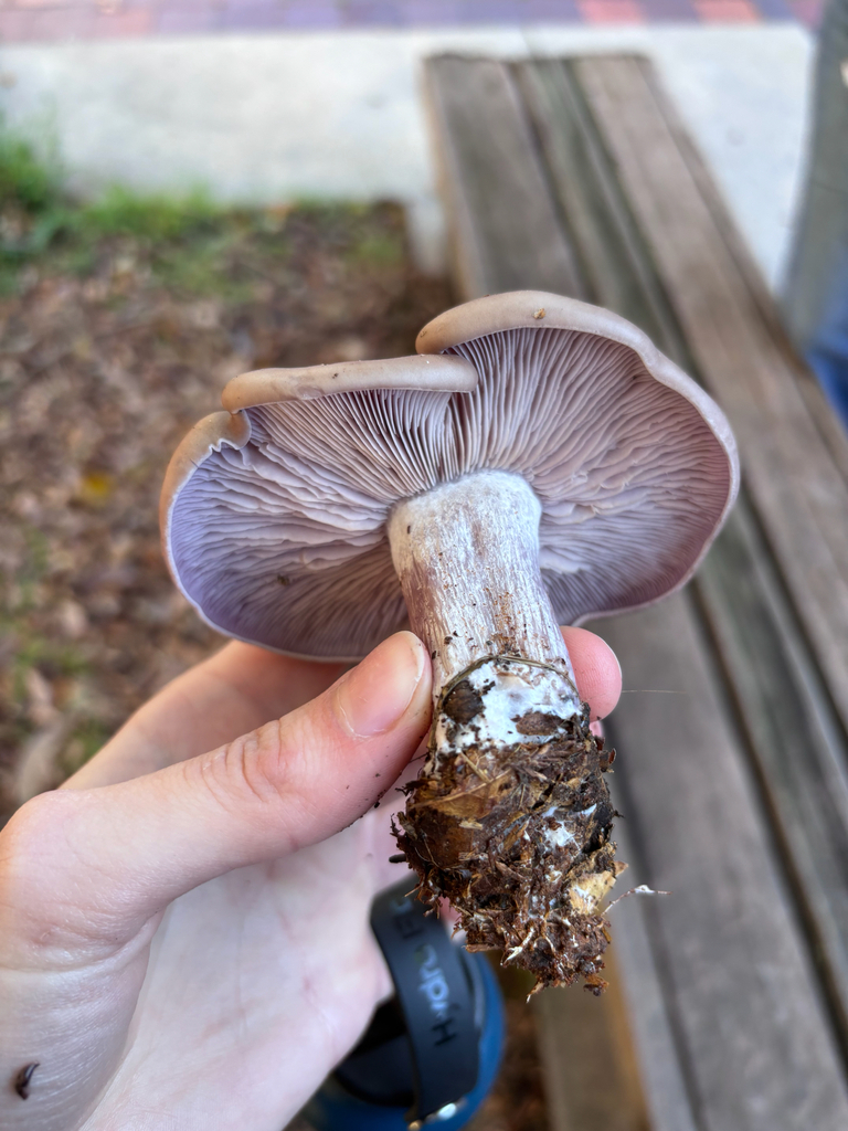 Collybia nuda · January 2026 · photo: © reago (iNaturalist, cc-by)
