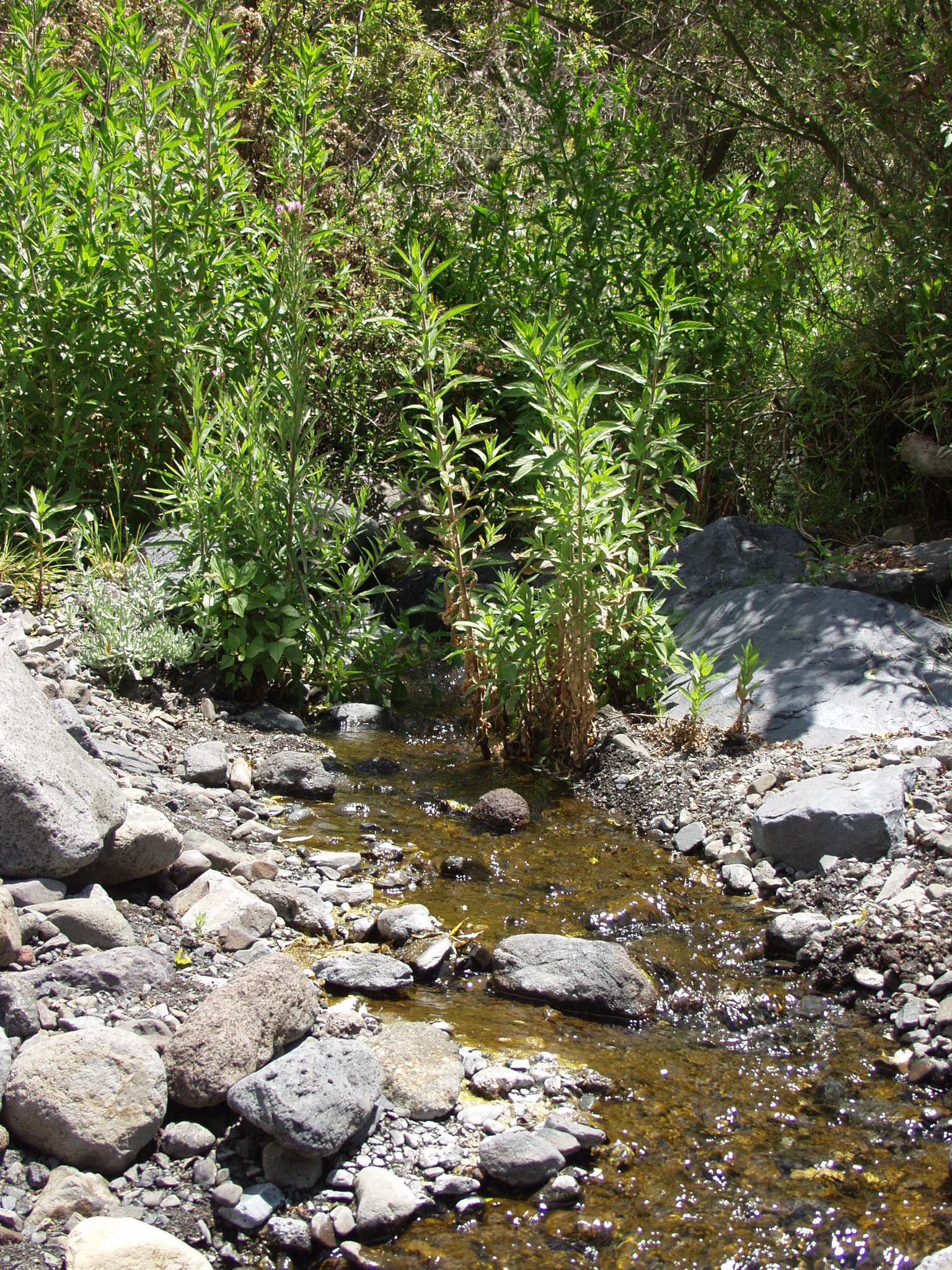 Epilobium hirsutum