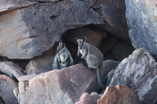 Black-footed Rock Wallaby