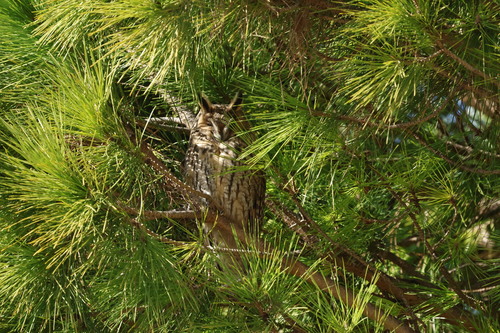 View observation of {o.common_name} on iNaturalist