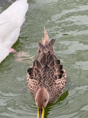 Yellow-billed Pintail (Anas georgica), photo 5