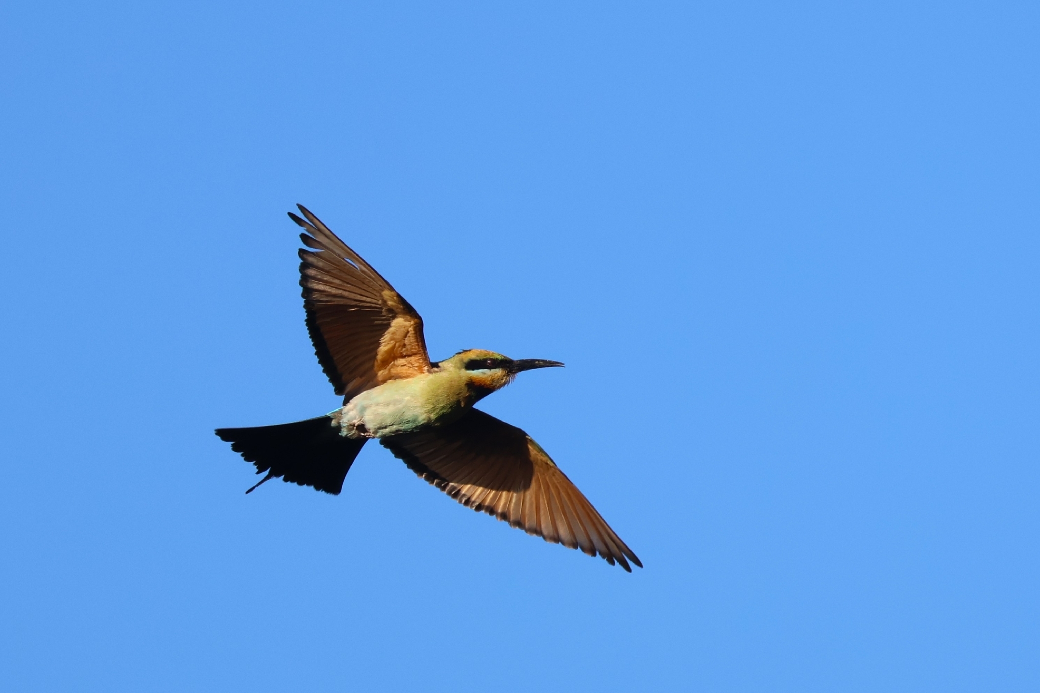 Rainbow Bee-eater (Merops ornatus), photo 4