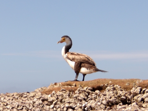 Australian Pied Cormorant (Phalacrocorax varius), photo 9