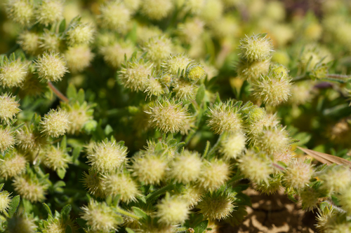 Hairy Burr-daisy (Calotis hispidula)