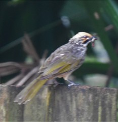 Pycnonotus zeylanicus