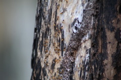 Nasutitermes corniger