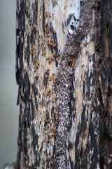 Nasutitermes corniger