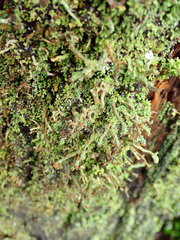 Cladonia ramulosa