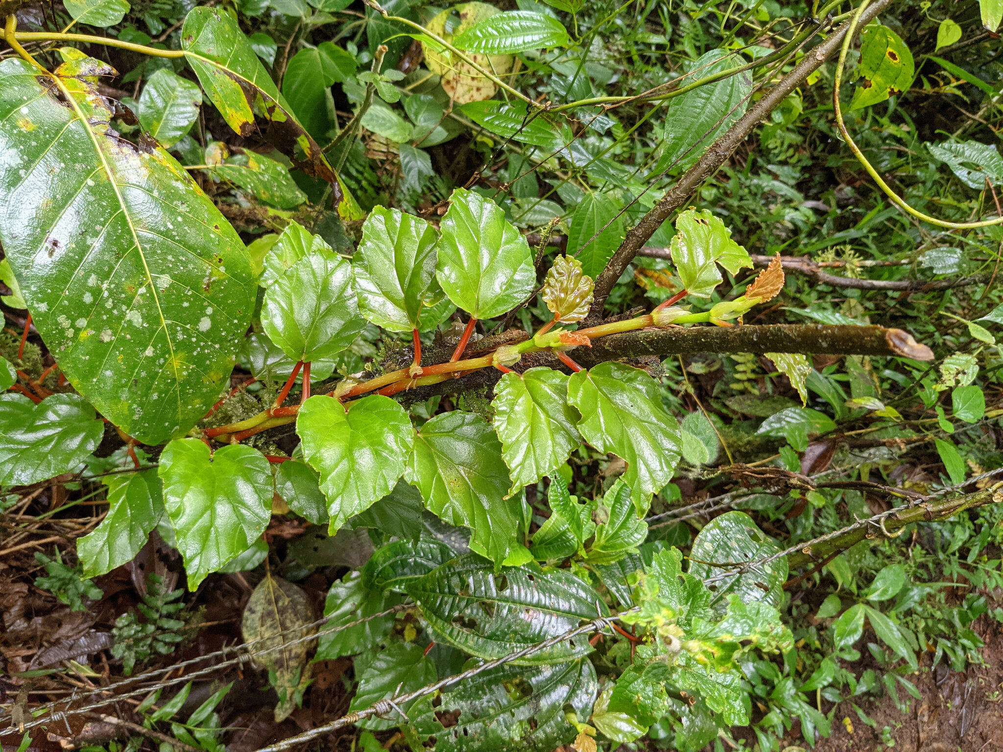 Begonia glabra
