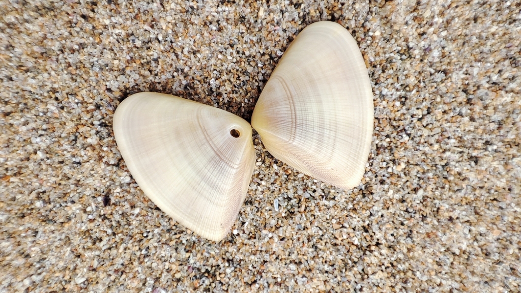 Hemidonax chapmani