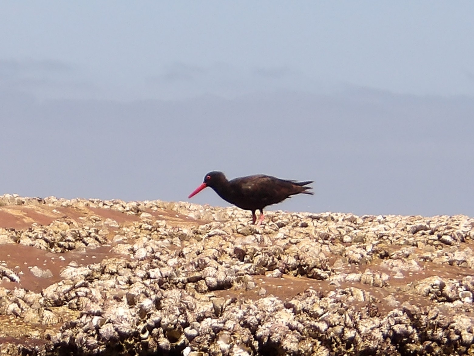Sooty Oystercatcher (Haematopus fuliginosus), photo 2
