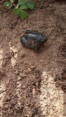Rhinophrynus dorsalis