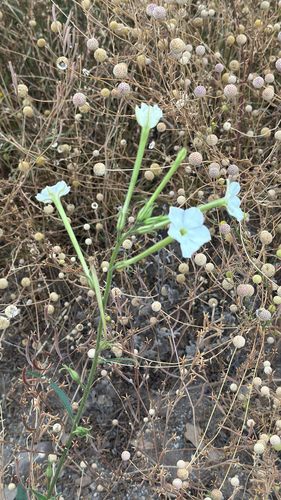 Manyflower tobacco