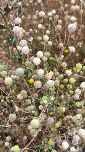 Helenium aromaticum, photograph 5
