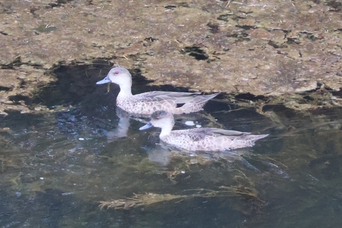 Grey Teal (Anas gracilis), photo 5