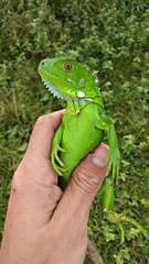 Iguana iguana