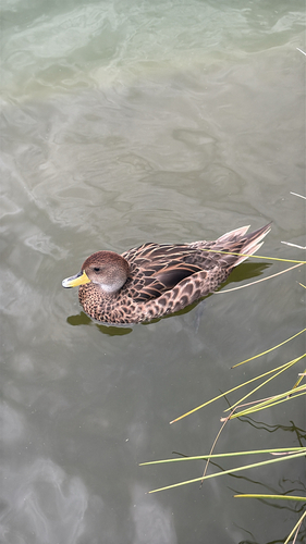 Yellow-billed Pintail (Anas georgica), photo 6