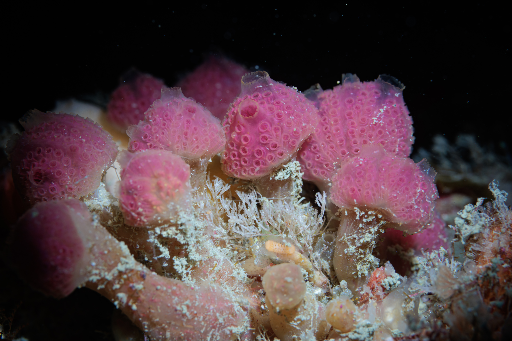 Hypsistozoa fasmeriana (Michaelsen, 1924)