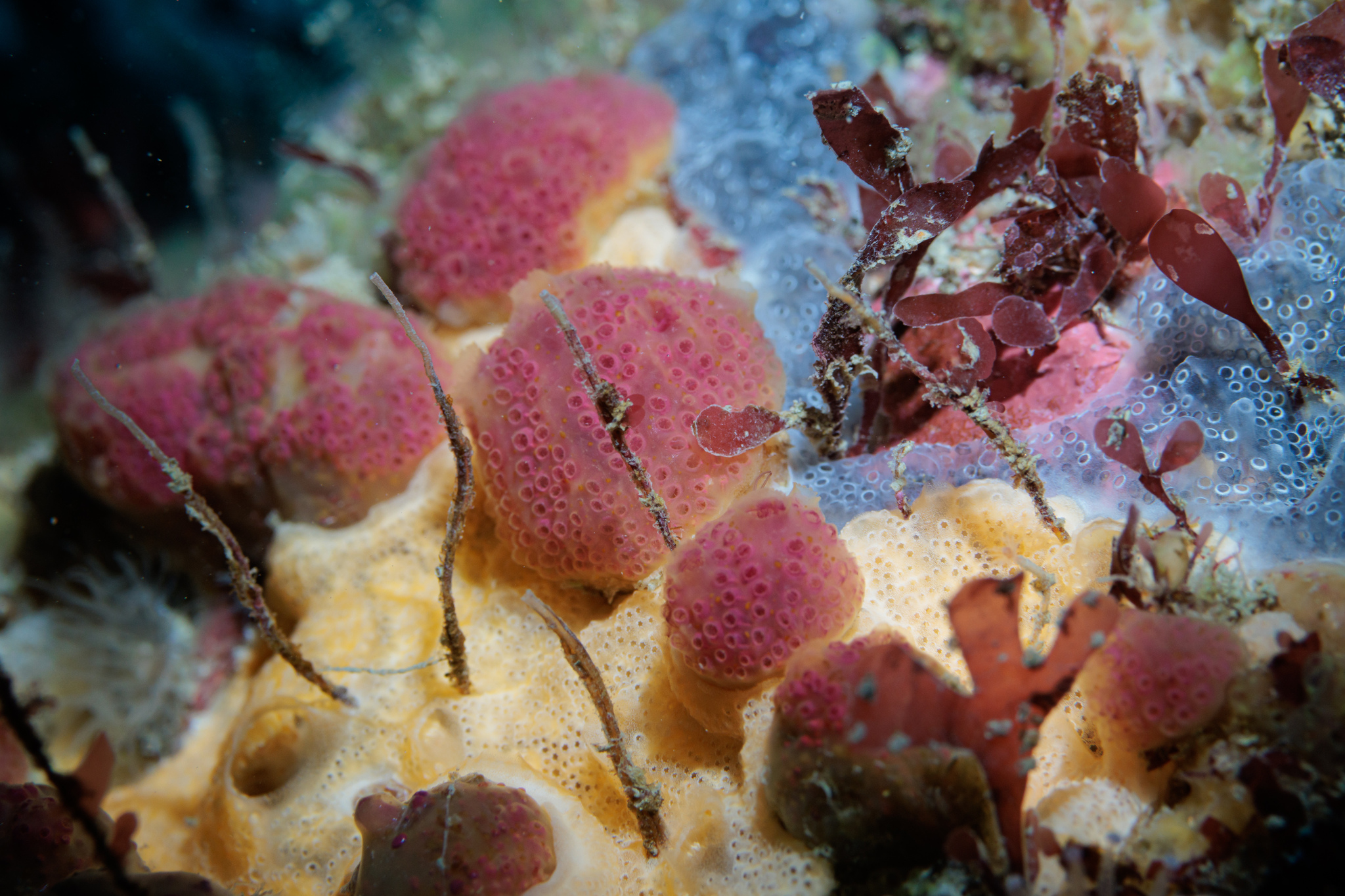 Hypsistozoa fasmeriana (Michaelsen, 1924)