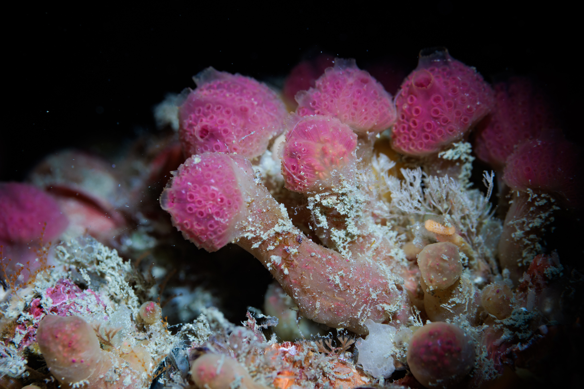 Hypsistozoa fasmeriana (Michaelsen, 1924)