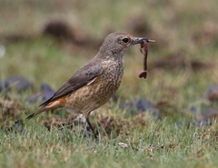 Sentinel Rock Thrush photo 5