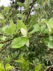 Brachylaena transvaalensis