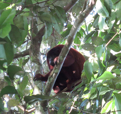 Alouatta