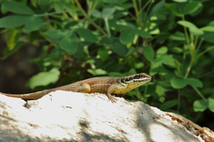 Leiocephalus cubensis