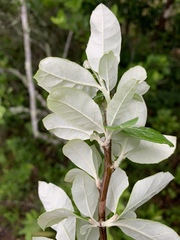 Brachylaena transvaalensis