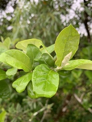 Brachylaena transvaalensis