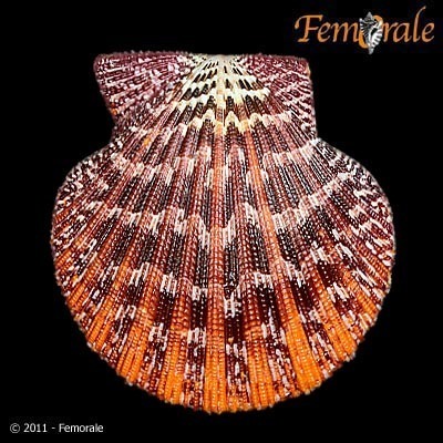 Painted Scallop