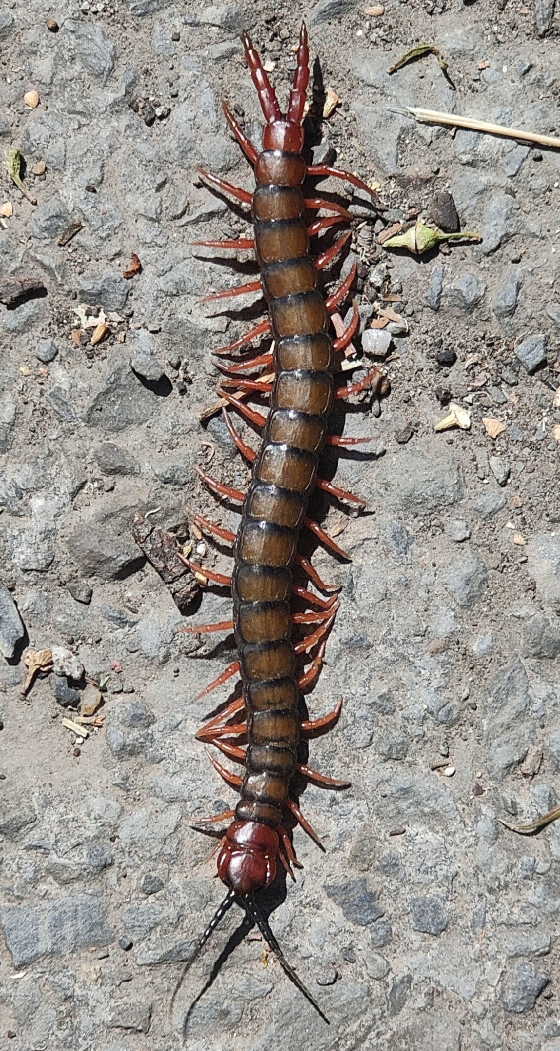 Cormocephalus aurantiipes Newport, 1844