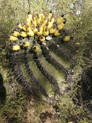 Ferocactus herrerae