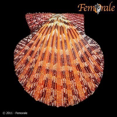 チサラガイ (Gloripallium pallium) · iNaturalist