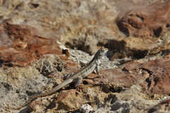 Leiocephalus raviceps