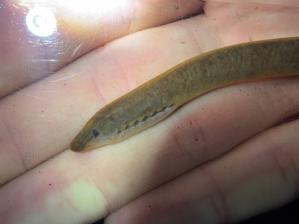 Southern Brook Lamprey