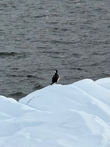 Imperial Shag (Leucocarbo atriceps), photo 9