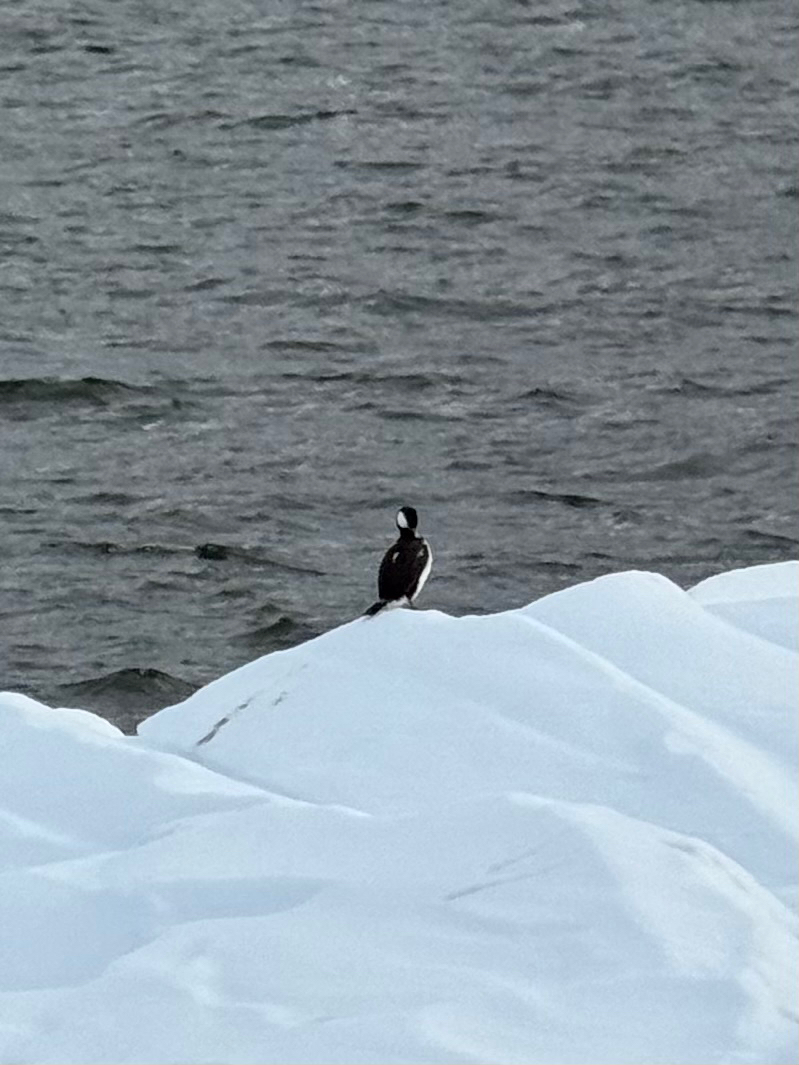 Imperial Shag (Leucocarbo atriceps), photo 9